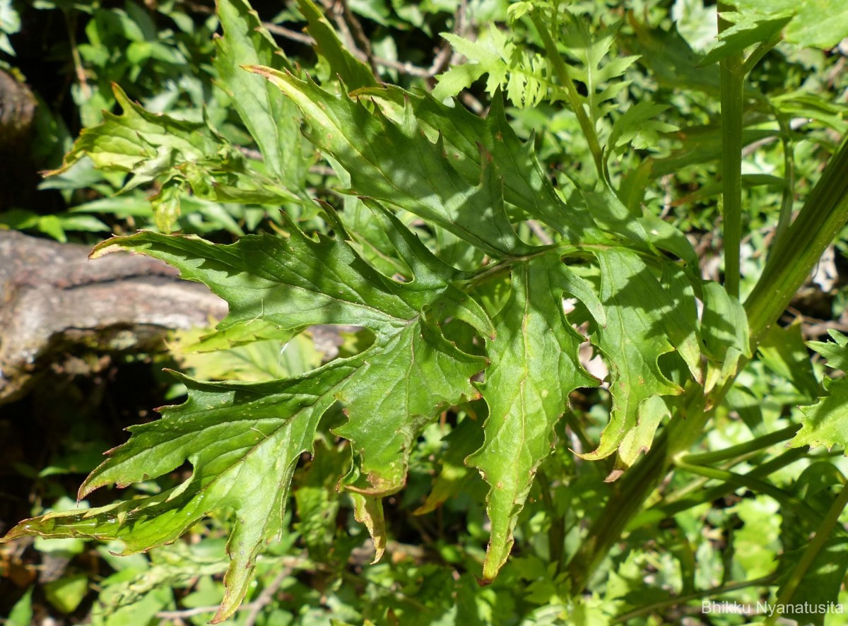 Erechtites valerianifolius (Link ex Spreng.) DC.